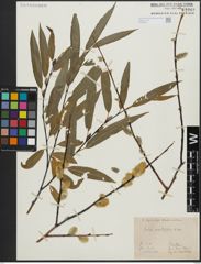 Foto von Salix acutifolia Willd.
